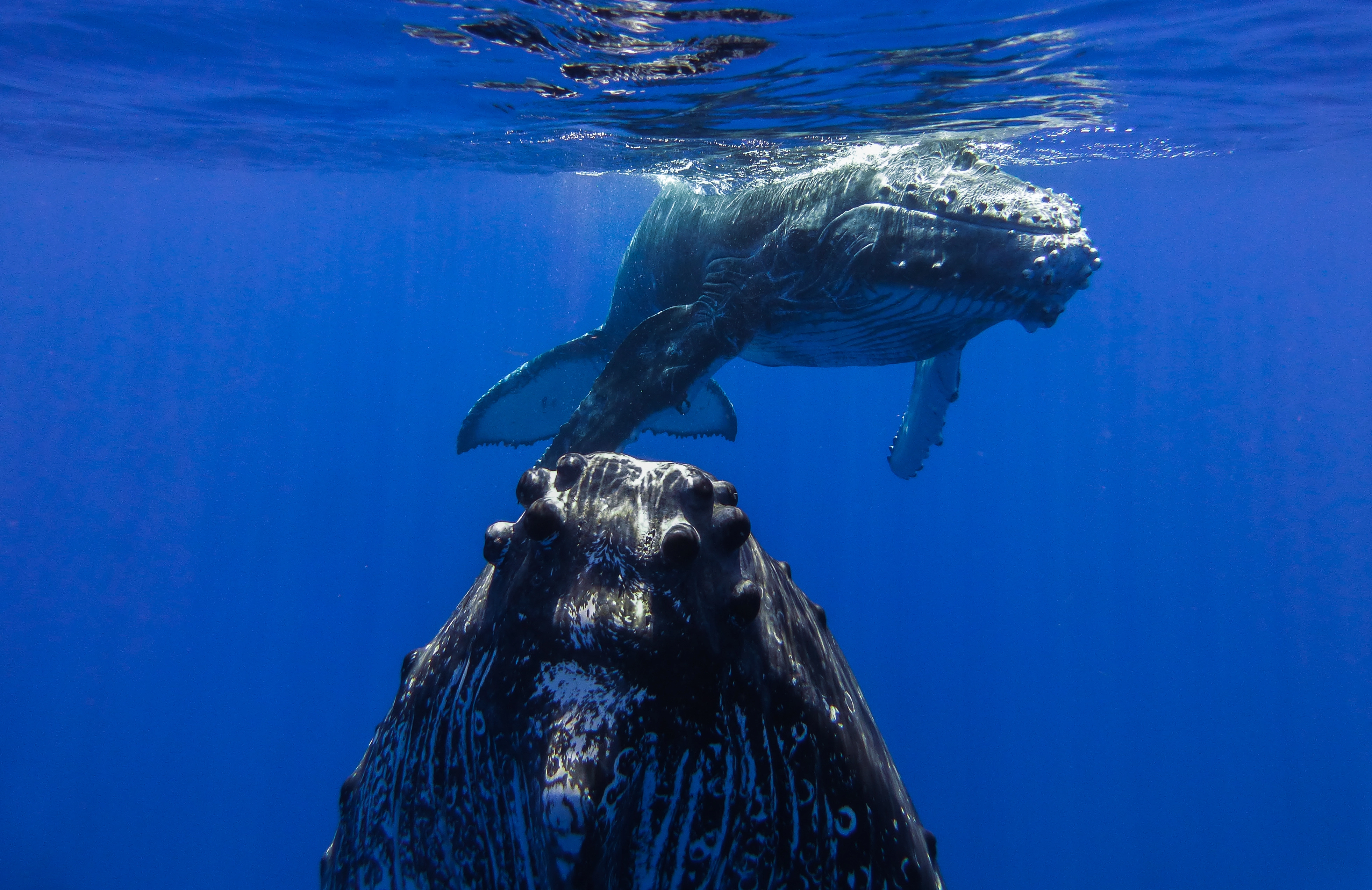 /photo/baleine/baleine2.webp
