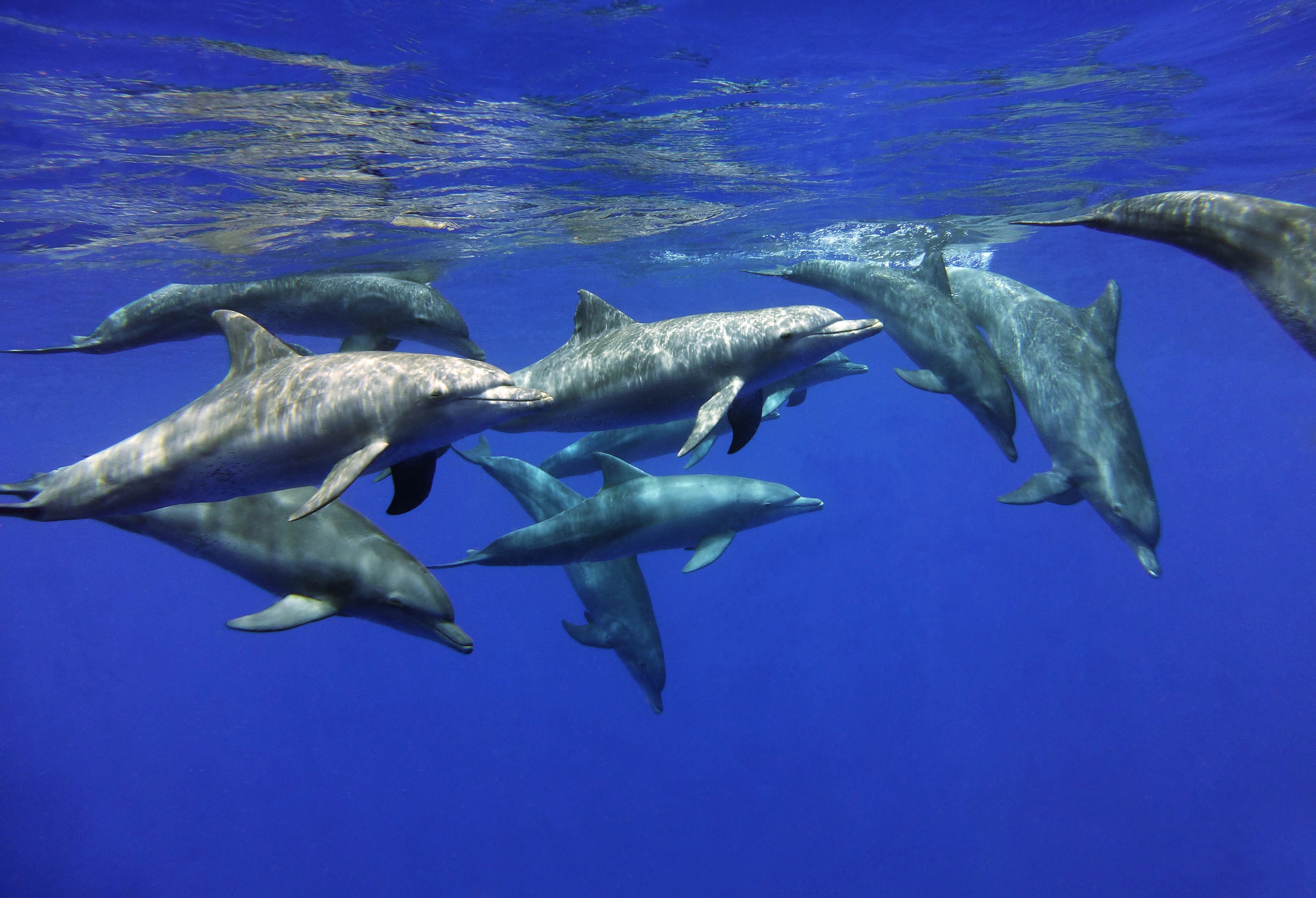 /photo/dauphin/dauphins.webp